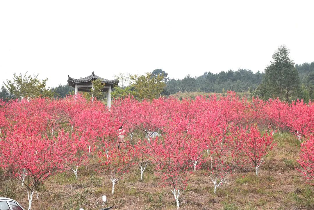 上朝村"瓜"分幸福"洞"藏美满