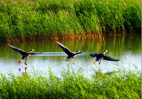Wetland Guardian Lauded by Internet Tycoons Wetland Guardian Lauded by Internet Tycoons