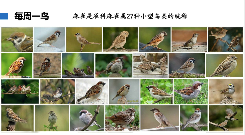 介绍了麻雀有27种每堂课之初的"每周一鸟"栏目带来了丰富的鸟类科学