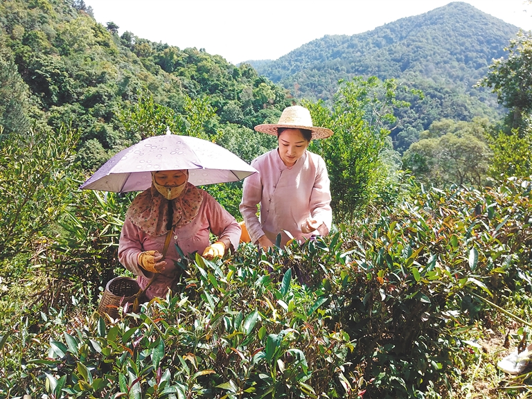 徐雪燕(右一)與茶農一道採摘茶葉5月13日,晨起輕霧繚繞時分,在五指山