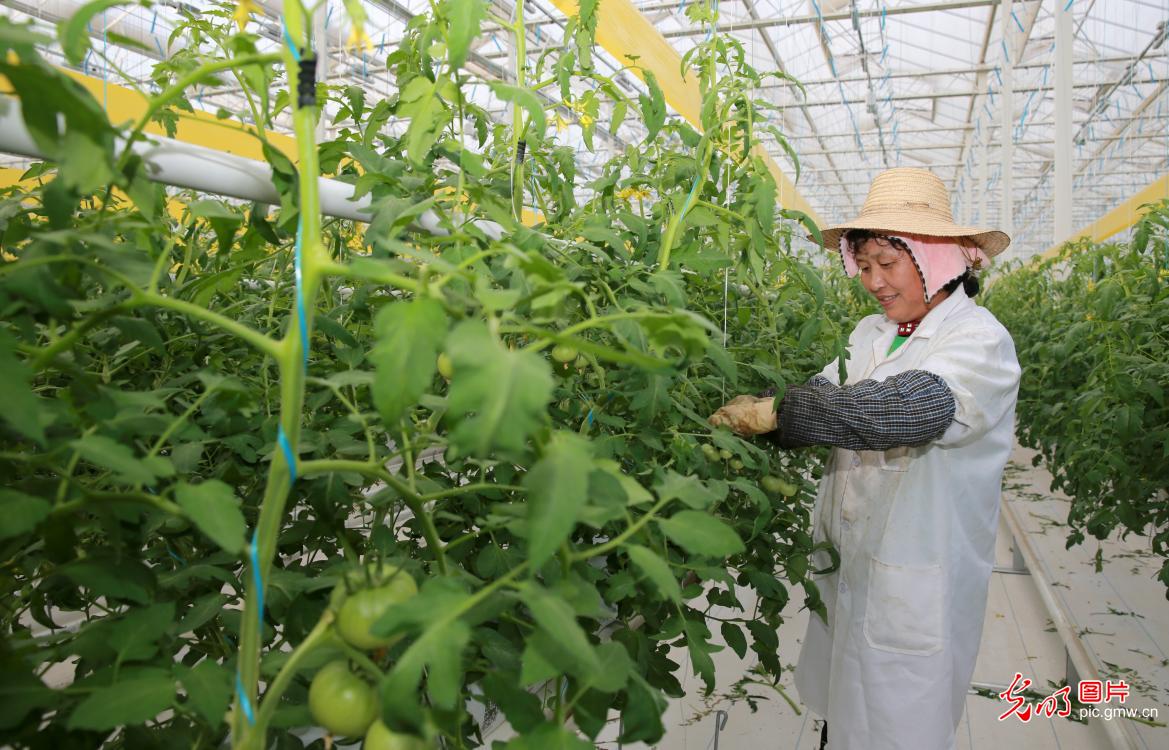 安徽安庆：智慧农业助力乡村振兴