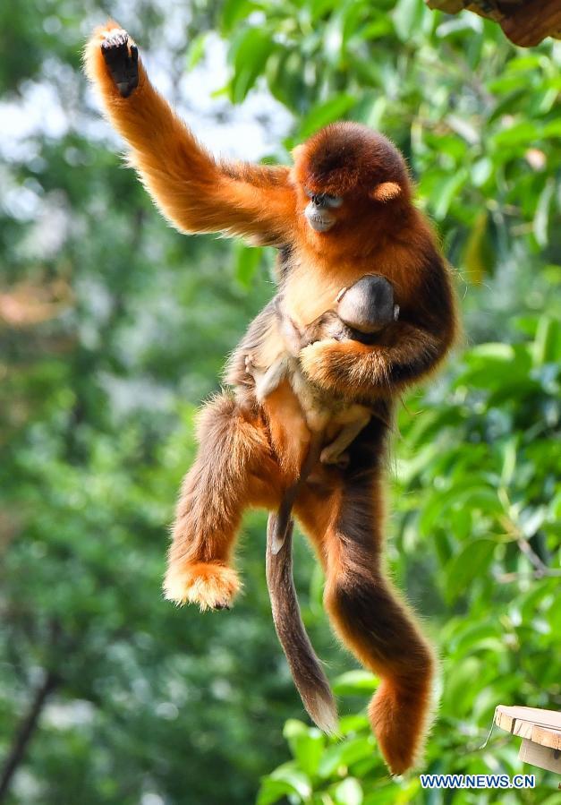 one-month-old golden snub-nosed monkey cub meets
